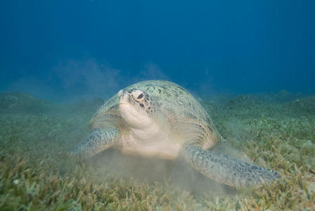 海草上的成年雌性绿海龟。