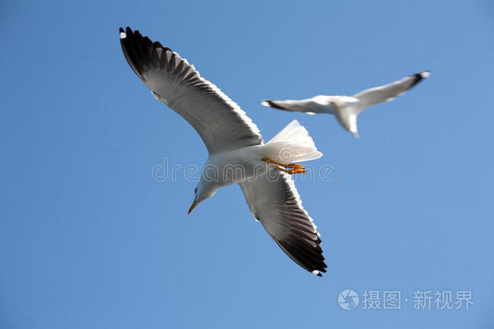 空气 飞行 航班 自由的 直接地 自然 羽毛 海鸥 天空