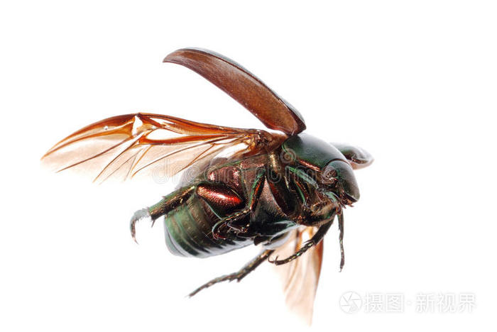 瓢虫飞行的棕色金甲虫anomala飞虫金龟子昆虫甲虫绿色植物上的蓝色