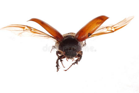 飞行的棕色金甲虫