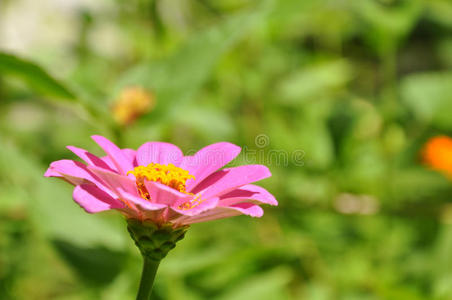 粉红紫草