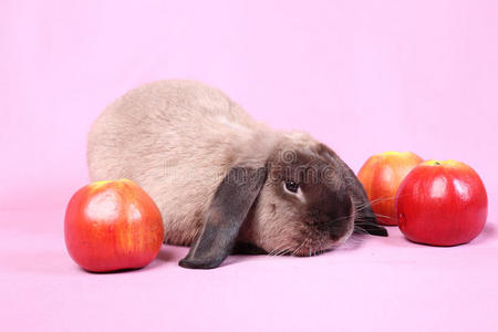 苹果兔装饰侏儒兔照片