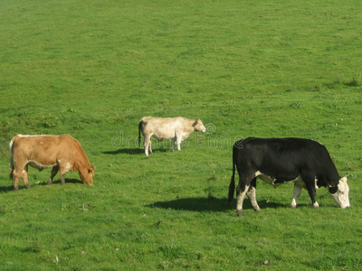 三头牛在爱尔兰吃草