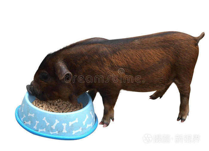 gruntsalot女士一只kunekune小猪