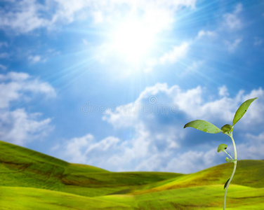 新生活幼株图片