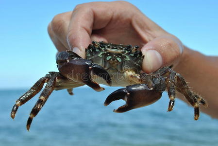 蟹手图片