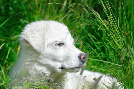 草地上的马丽玛牧羊犬幼崽图片