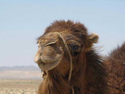 骆驼头图片