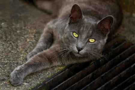 黄眼睛的灰猫