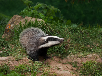 獾幼仔观察照片
