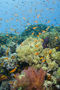 五彩缤纷生机勃勃的热带珊瑚礁景象。
