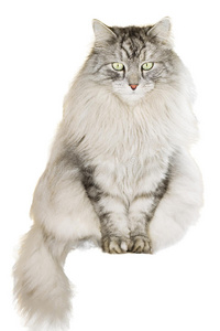 白底灰西伯利亚猫