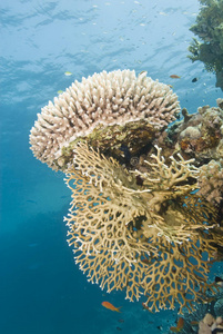原始的覆盆子珊瑚火珊瑚形成。