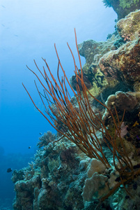 五颜六色 海洋生物 颜色 目的地 鞭子 海的 野生动物 旅行