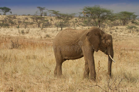 在桑布鲁保护区放牧的非洲象