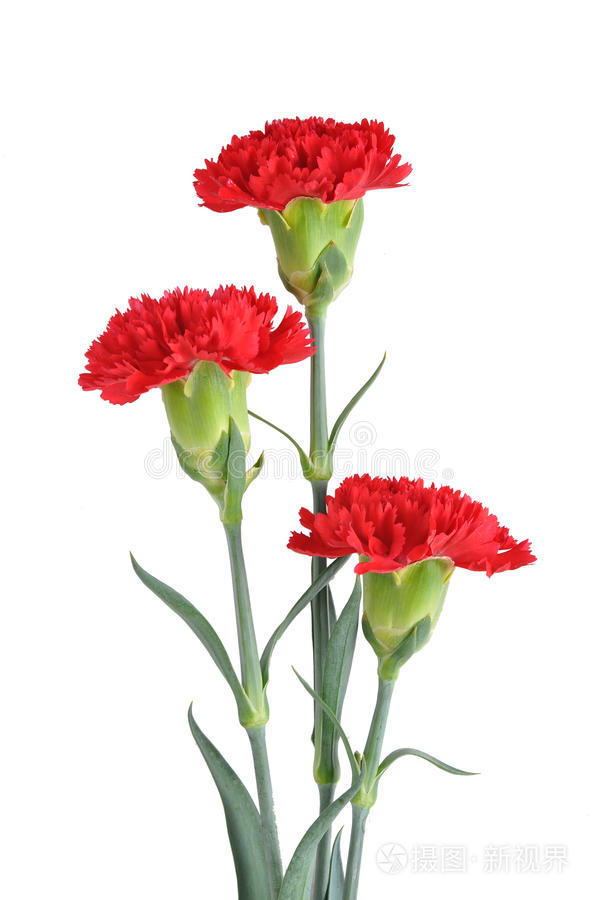 三朵红康乃馨