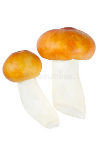 两个蘑菇。红菇