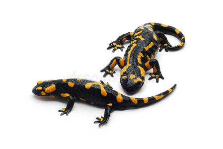 斑点蝾螈图片-斑点蝾螈素材-斑点蝾螈插画-摄图新视界