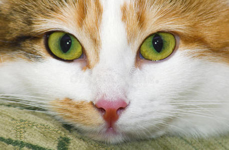 斑点西伯利亚猫的肖像