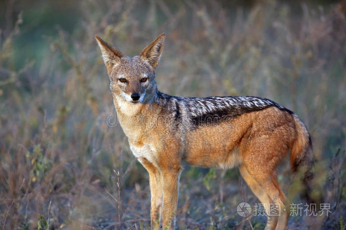 豺狼-阿尔法雄性-博茨瓦纳照片-正版商用图片0jtj17-摄图新视界