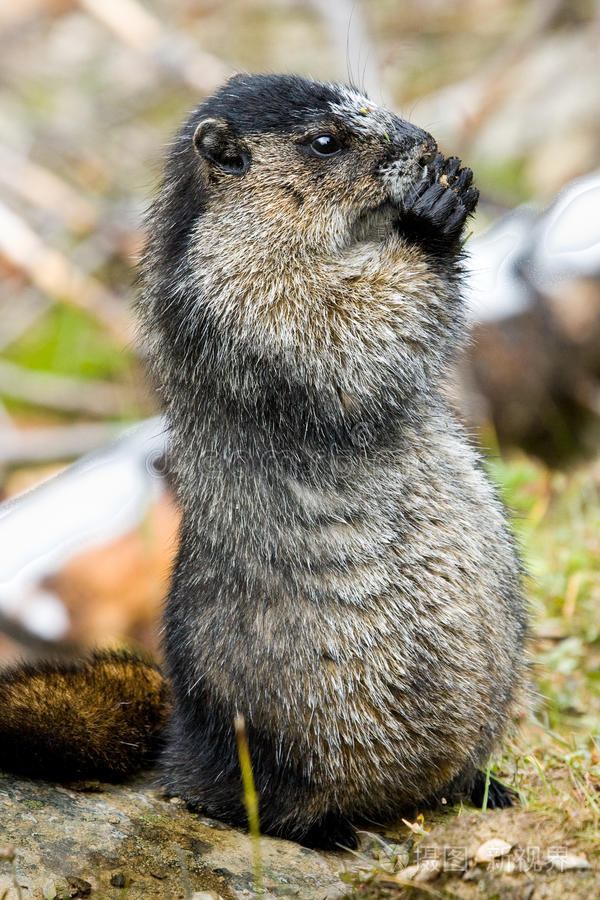 田鼠灰松鼠松鼠达西3号昂达特拉灰松鼠松鼠冰餐黄鼠狼欧亚红松鼠饥饿