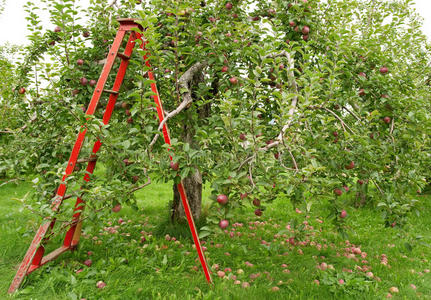 用梯子摘苹果的果园图片