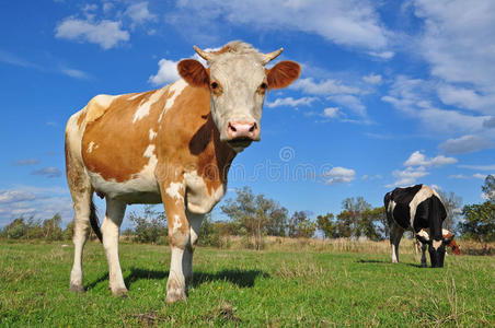 夏天牧场上的牛。