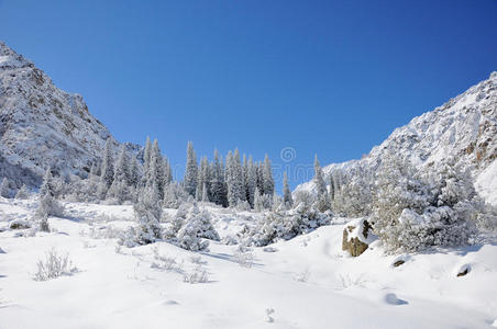 雪山雪杉的冬天