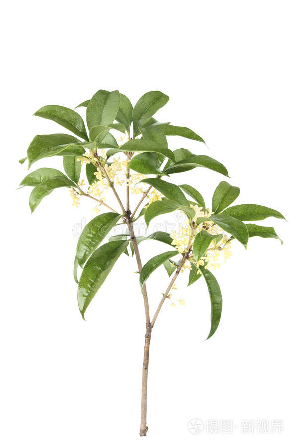 桂花枝照片 正版商用图片0ju7ca 摄图新视界