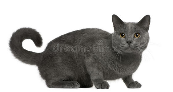 夏特尔猫图片 夏特尔猫素材 夏特尔猫插画 摄图新视界