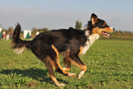 自然 领域 纯种 澳大利亚人 犬科动物 锻炼 运动 跑步