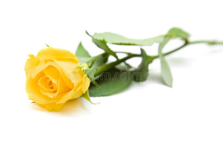 单瓣黄玫瑰