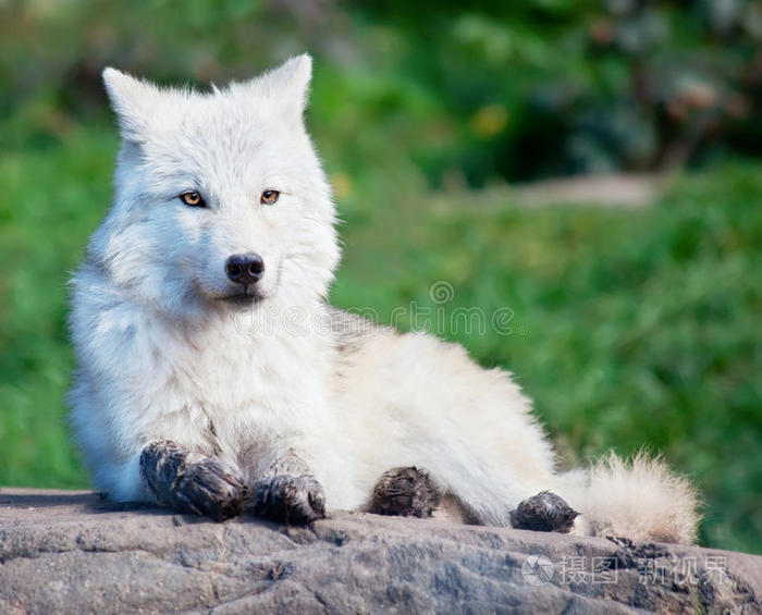 小北极狼躺在岩石上