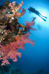 色彩斑斓的热带礁石，配有潜水器。