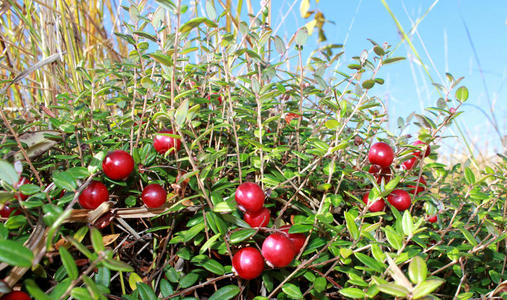 蔓越莓苹果酱图片