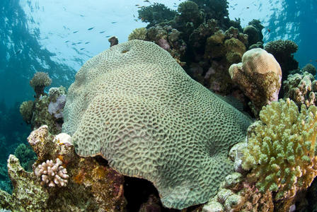热带珊瑚礁上原始的硬珊瑚。