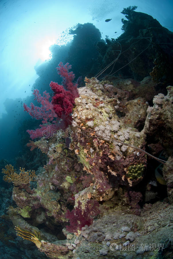 健康珊瑚礁上废弃的钓鱼线
