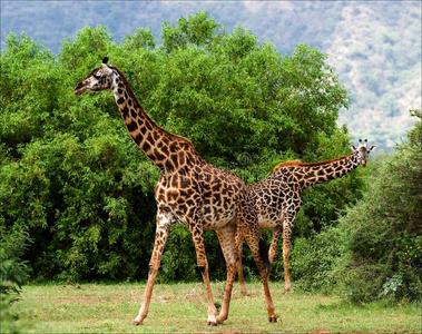 两只长颈鹿在相思树丛中吃草。