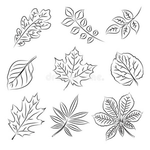 枫树叶素描秋叶素描集照片