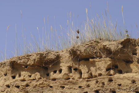 燕子在沙崖顶筑巢图片
