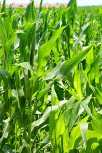 农业玉米大田绿色种植