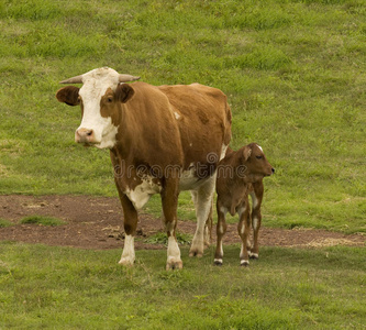 澳大利亚肉牛养殖奶牛和小牛