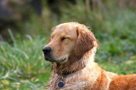 金毛猎犬