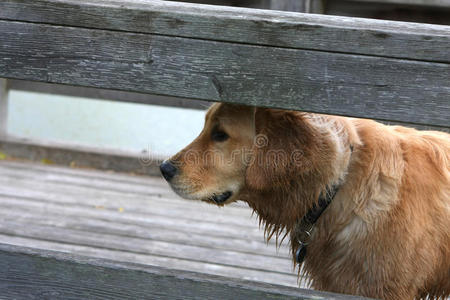 金毛猎犬