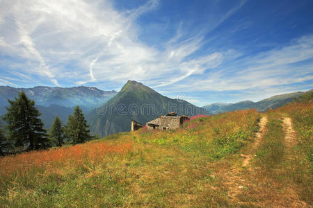 阿尔卑斯山的田野和草地。
