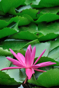 美丽的 百合花 懒汉 颜色 植物 对比 粉红色 纯洁