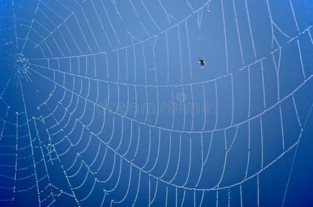 台湾蓝色蜘蛛网图片