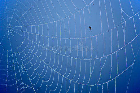 蓝底蜘蛛网.照片