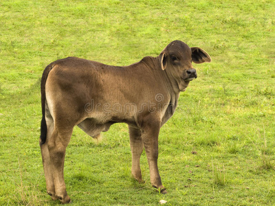 年轻的婆罗门杂交澳大利亚小牛照片