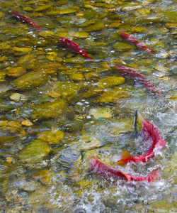 加拿大系统在加拿大河流中产卵的红眼鲑鱼照片